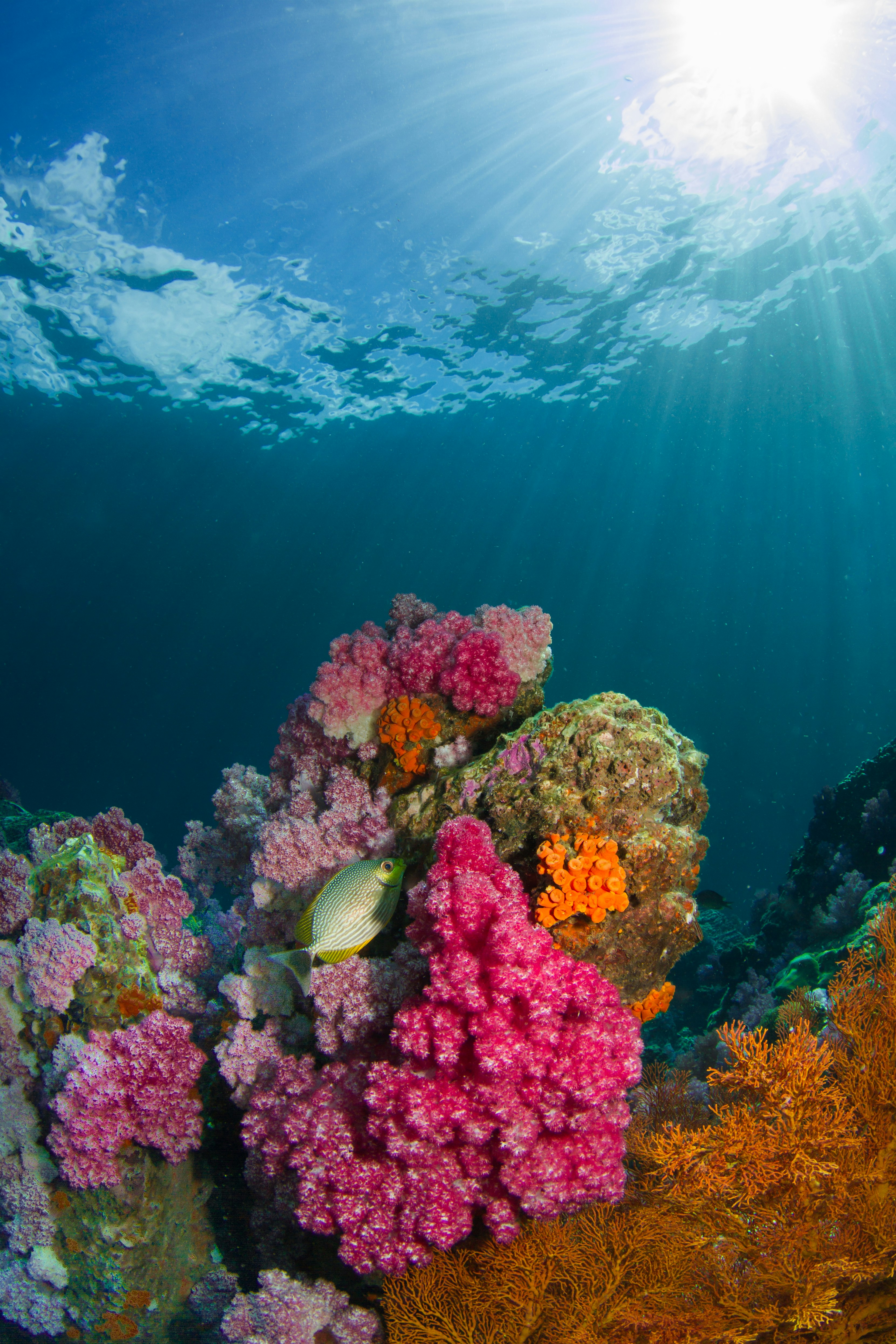 marine biodiversity