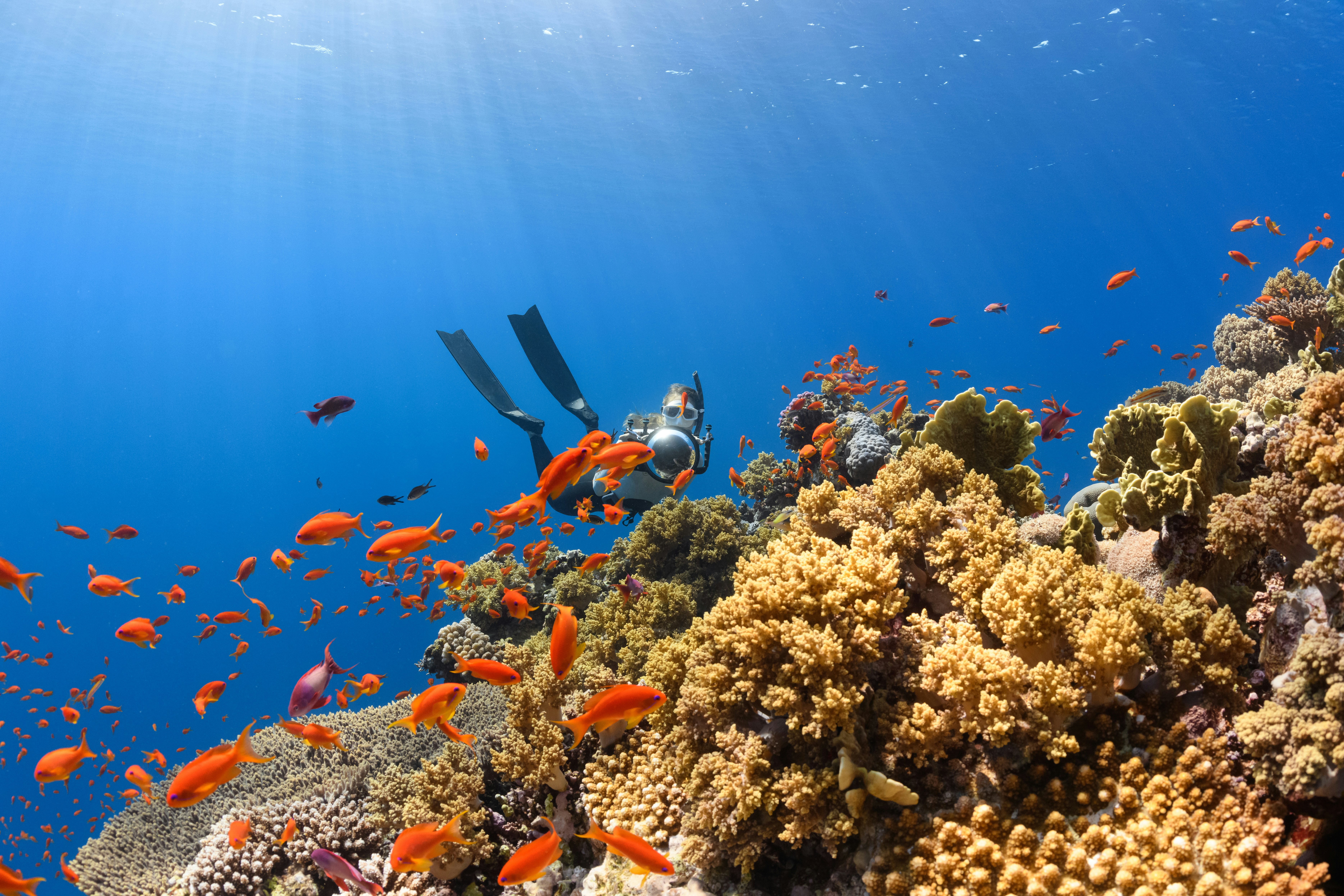 coral reefs
